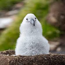 Image result for albatross dead chick