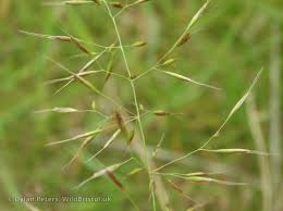 Attēlu rezultāti vaicājumam “Trisetum flavescens”