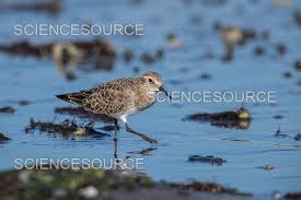 Attēlu rezultāti vaicājumam “Calidris”