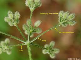 Attēlu rezultāti vaicājumam “Torilis japonica leaf”