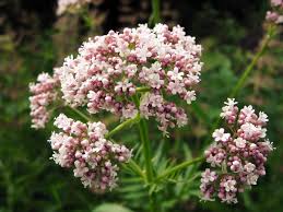 Attēlu rezultāti vaicājumam “Valeriana officinalis leaf”