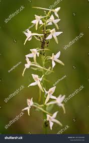 Attēlu rezultāti vaicājumam “Platanthera bifolia”