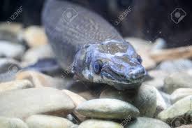 Image result for Atractosteus spatula