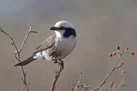 Attēlu rezultāti vaicājumam “Laniidae”
