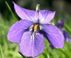 Image result for Viola odorata