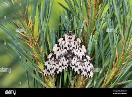 Attēlu rezultāti vaicājumam “Lymantria monacha imago”