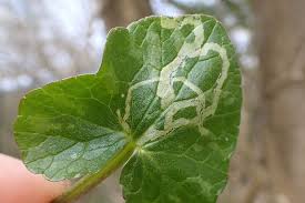 Attēlu rezultāti vaicājumam “Phytomyza ranunculi”