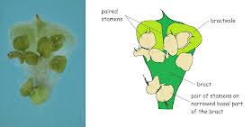 Attēlu rezultāti vaicājumam “Corylus avellana male flower”