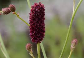 Attēlu rezultāti vaicājumam “Sanguisorba officinalis bud”