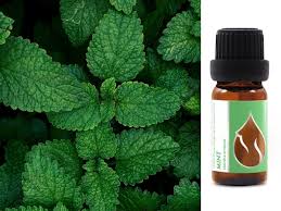 Attēlu rezultāti vaicājumam “Mentha arvensis leaf”