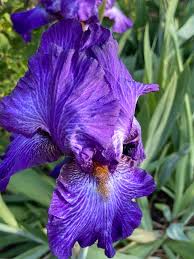Image result for Iris