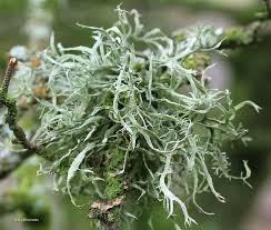 Attēlu rezultāti vaicājumam “Ramalina calicaris”