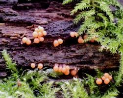 Attēlu rezultāti vaicājumam “Hemitrichia decipiens spores”