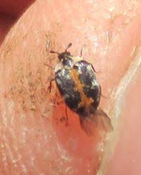 Attēlu rezultāti vaicājumam “Anthrenus scrophulariae”