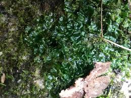 Attēlu rezultāti vaicājumam “Phaeoceros laevis subsp. carolinianus”