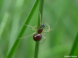 Attēlu rezultāti vaicājumam “Neottiura bimaculata”