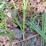 Attēlu rezultāti vaicājumam “Luzula luzuloides fruit”