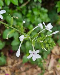 Attēlu rezultāti vaicājumam “Plumbaginaceae”