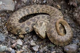 Attēlu rezultāti vaicājumam “Natrix natrix adult”