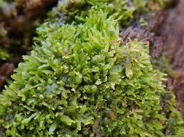 Attēlu rezultāti vaicājumam “Riccardia multifida”