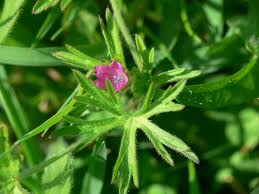 Attēlu rezultāti vaicājumam “Geranium dissectum leaf”