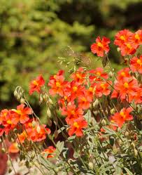 Attēlu rezultāti vaicājumam “Helianthemum x hybridum flower”