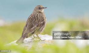 Image result for Anthus petrosus