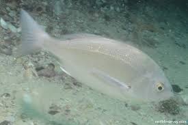 Image result for Pachymetopon grande