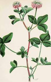 Attēlu rezultāti vaicājumam “Trifolium hybridum”