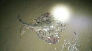 Image result for Raja polystigma