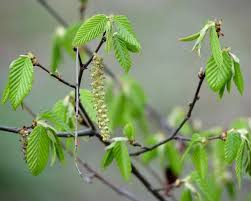 Attēlu rezultāti vaicājumam “Carpinus caroliniana female flower”