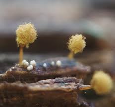 Attēlu rezultāti vaicājumam “Arcyria denudata spores”