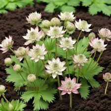 Attēlu rezultāti vaicājumam “Astrantia major fruit”