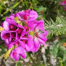 Image result for Chrysanthemum ptarmiciflorum