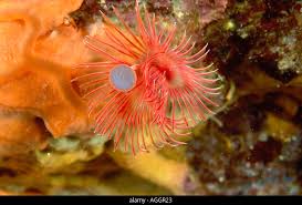 Attēlu rezultāti vaicājumam “Serpoleskea subtilis”