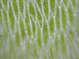 Attēlu rezultāti vaicājumam “Plagiothecium nemorale”