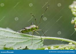 Attēlu rezultāti vaicājumam “Adelphocoris quadripunctatus”