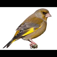 Attēlu rezultāti vaicājumam “Chloris chloris female”