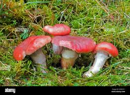 Attēlu rezultāti vaicājumam “Gomphidius roseus”