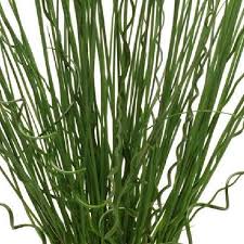 Attēlu rezultāti vaicājumam “Juncus inflexus”