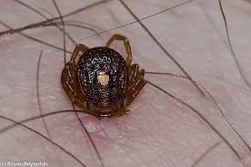 Attēlu rezultāti vaicājumam “Acari”