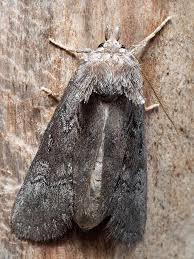 Attēlu rezultāti vaicājumam “Notodontidae”