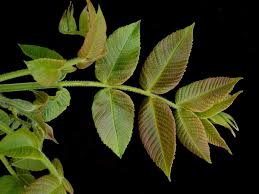Attēlu rezultāti vaicājumam “Juglans cinerea leaf”