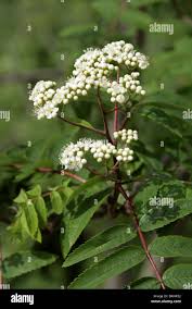 Attēlu rezultāti vaicājumam “Sorbus aucuparia flower”