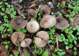 Attēlu rezultāti vaicājumam “Badhamia nitens”