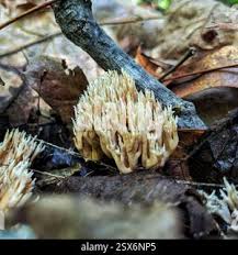 Attēlu rezultāti vaicājumam “Tremellodendropsis tuberosa”