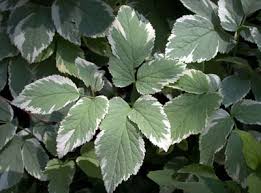 Attēlu rezultāti vaicājumam “Aegopodium podagraria leaf”