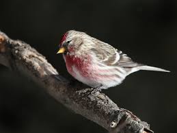 Attēlu rezultāti vaicājumam “Carduelis flammea male”