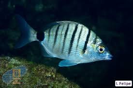 Image result for Diplodus puntazzo