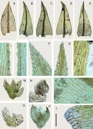 Attēlu rezultāti vaicājumam “Philonotis”